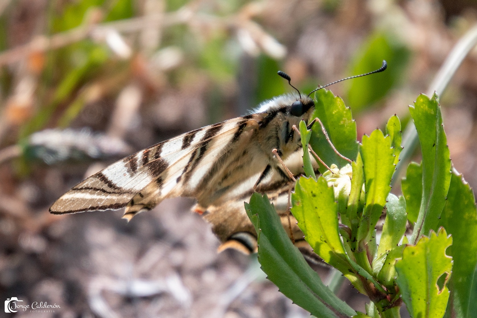 insectos